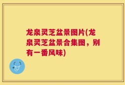 龙泉灵芝盆景图片(龙泉灵芝盆景合集图，别有一番风味)