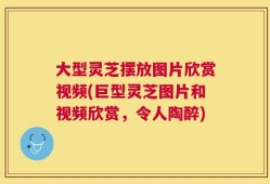 大型灵芝摆放图片欣赏视频(巨型灵芝图片和视频欣赏，令人陶醉)