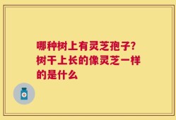 哪种树上有灵芝孢子？树干上长的像灵芝一样的是什么