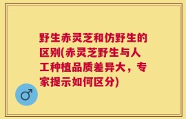 野生赤灵芝和仿野生的区别(赤灵芝野生与人工种植品质差异大，专家提示如何区分)