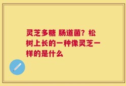 灵芝多糖 肠道菌？松树上长的一种像灵芝一样的是什么