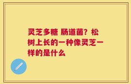 灵芝多糖 肠道菌？松树上长的一种像灵芝一样的是什么