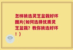 怎样挑选灵芝盆栽好坏图片(如何选择优质灵芝盆栽？教你挑选好坏！)