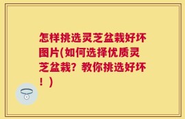 怎样挑选灵芝盆栽好坏图片(如何选择优质灵芝盆栽？教你挑选好坏！)