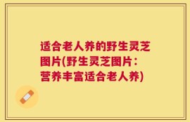 适合老人养的野生灵芝图片(野生灵芝图片：营养丰富适合老人养)