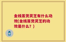 金线莲煲灵芝有什么功效(金线莲煲灵芝的功效是什么？)