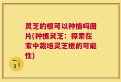 灵芝的根可以种植吗图片(种植灵芝：探索在家中栽培灵芝根的可能性)