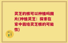 灵芝的根可以种植吗图片(种植灵芝：探索在家中栽培灵芝根的可能性)