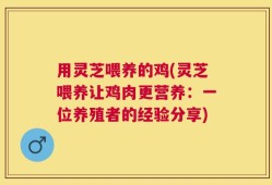 用灵芝喂养的鸡(灵芝喂养让鸡肉更营养：一位养殖者的经验分享)