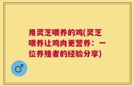 用灵芝喂养的鸡(灵芝喂养让鸡肉更营养：一位养殖者的经验分享)