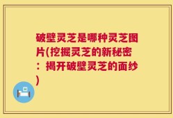 破壁灵芝是哪种灵芝图片(挖掘灵芝的新秘密：揭开破壁灵芝的面纱)