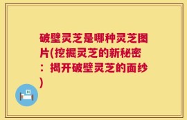 破壁灵芝是哪种灵芝图片(挖掘灵芝的新秘密：揭开破壁灵芝的面纱)