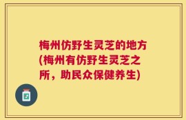 梅州仿野生灵芝的地方(梅州有仿野生灵芝之所，助民众保健养生)