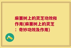 麻栗树上的灵芝功效和作用(麻栗树上的灵芝：奇妙功效及作用)