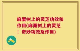 麻栗树上的灵芝功效和作用(麻栗树上的灵芝：奇妙功效及作用)