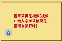 僧哥采灵芝视频(视频：僧人亲手采摘灵芝，呈现自然野味)