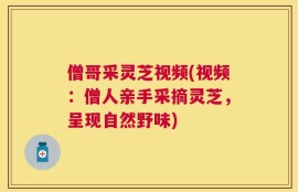 僧哥采灵芝视频(视频：僧人亲手采摘灵芝，呈现自然野味)