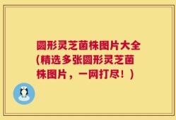 圆形灵芝菌株图片大全(精选多张圆形灵芝菌株图片，一网打尽！)