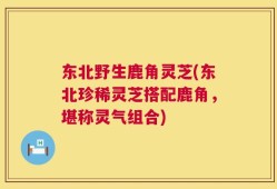 东北野生鹿角灵芝(东北珍稀灵芝搭配鹿角，堪称灵气组合)