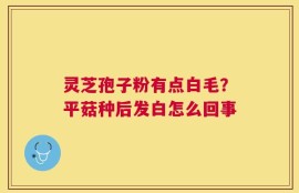 灵芝孢子粉有点白毛？平菇种后发白怎么回事