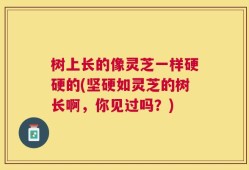 树上长的像灵芝一样硬硬的(坚硬如灵芝的树长啊，你见过吗？)