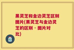 黑灵芝和金边灵芝区别图片(黑灵芝与金边灵芝的区别 - 图片对比)