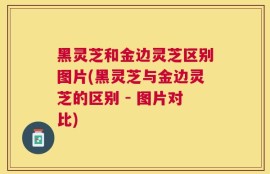 黑灵芝和金边灵芝区别图片(黑灵芝与金边灵芝的区别 - 图片对比)