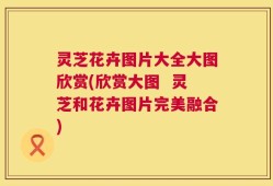 灵芝花卉图片大全大图欣赏(欣赏大图  灵芝和花卉图片完美融合)