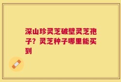 深山珍灵芝破壁灵芝孢子？灵芝种子哪里能买到