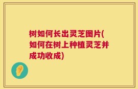 树如何长出灵芝图片(如何在树上种植灵芝并成功收成)