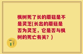 枫树死了长的蘑菇是不是灵芝(长出的蘑菇是否为灵芝，它是否与枫树的死亡有关？)