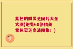 紫色的鲜灵芝图片大全大图(饱览60张精美紫色灵芝高清图集！)