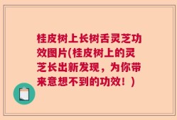 桂皮树上长树舌灵芝功效图片(桂皮树上的灵芝长出新发现，为你带来意想不到的功效！)