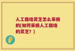 人工栽培灵芝怎么采摘的(如何采摘人工栽培的灵芝？)