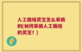 人工栽培灵芝怎么采摘的(如何采摘人工栽培的灵芝？)