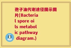 孢子油代谢途径图示图片(Bacterial spore oils metabolic pathway diagram.)