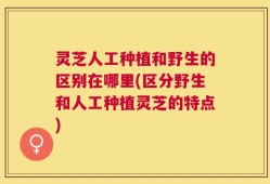 灵芝人工种植和野生的区别在哪里(区分野生和人工种植灵芝的特点)