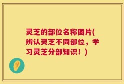 灵芝的部位名称图片(辨认灵芝不同部位，学习灵芝分部知识！)