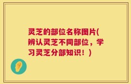 灵芝的部位名称图片(辨认灵芝不同部位，学习灵芝分部知识！)