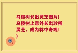 乌榄树长出灵芝图片(乌榄树上意外长出珍稀灵芝，成为林中奇观！)