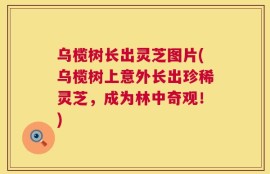 乌榄树长出灵芝图片(乌榄树上意外长出珍稀灵芝，成为林中奇观！)