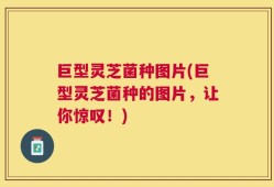 巨型灵芝菌种图片(巨型灵芝菌种的图片，让你惊叹！)