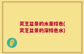 灵芝盆景的水是棕色(灵芝盆景的深棕色水)