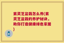 紫灵芝盆栽怎么养(紫灵芝盆栽的养护秘诀，助你打造健康绿色家居)
