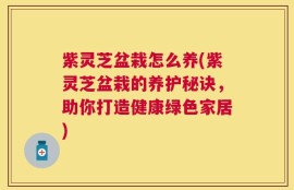 紫灵芝盆栽怎么养(紫灵芝盆栽的养护秘诀，助你打造健康绿色家居)