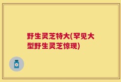 野生灵芝特大(罕见大型野生灵芝惊现)