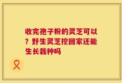 收完孢子粉的灵芝可以？野生灵芝挖回家还能生长栽种吗