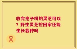 收完孢子粉的灵芝可以？野生灵芝挖回家还能生长栽种吗