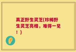真正野生灵芝(珍稀野生灵芝亮相，难得一见！)
