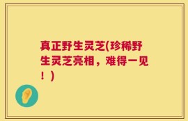 真正野生灵芝(珍稀野生灵芝亮相，难得一见！)